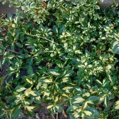 Бересклет САНСПОТ форчуна в Молодечно