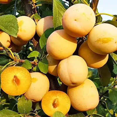 Слива РЕНКЛОД ранний в Молодечно