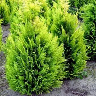 Кипарисовик ИВОНЕ лавсана в Молодечно