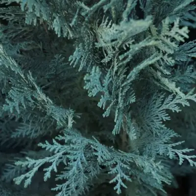 Кипарисовик ВАН ПЕЛЬТС БЛЮ лавсона в Молодечно