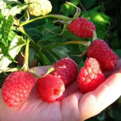 Малина ГОРДОСТЬ РОССИИ в Молодечно