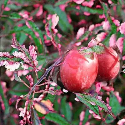 Слива ХЕССЕЙ декоративная в Молодечно