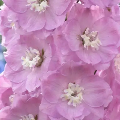 Дельфиниум ПЕТТИКОУТ гибридный в Молодечно