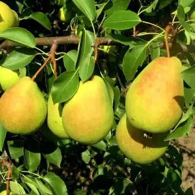 Груша ФЛЕЙТА в Молодечно