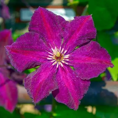 Клематис ГРЮНВАЛЬД в Молодечно