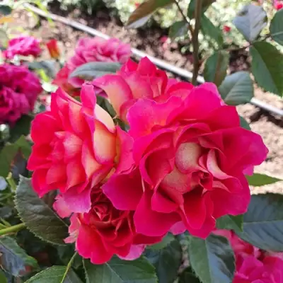 Роза БРЕРА флорибунда в Молодечно