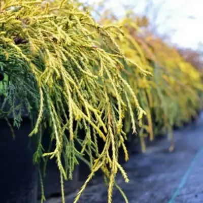 Кипарисовик ВАВЕЛ горохоплодный в Молодечно