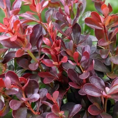 Барбарис АТРОПУРПУРЕА НАНА тунберга в Молодечно