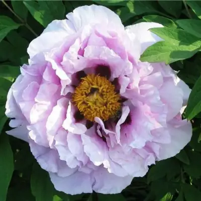 Пион СИНИЙ САПФИР древовидный в Молодечно