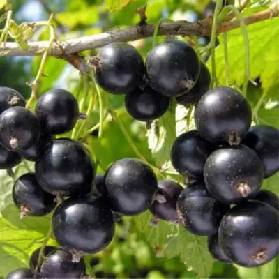 Смородина черная ОРЛОВСКИЙ ВАЛЬС в Молодечно