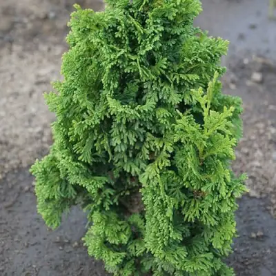 Туя ЗМАТЛИК западная в Молодечно