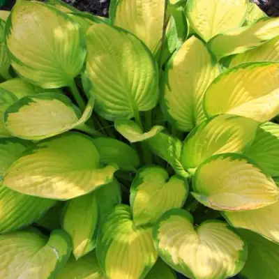 Хоста ГОЛД СТАНДАРТ Форчуна в Молодечно