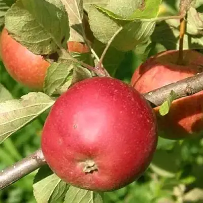 Яблоня ПОСПЕХ в Молодечно