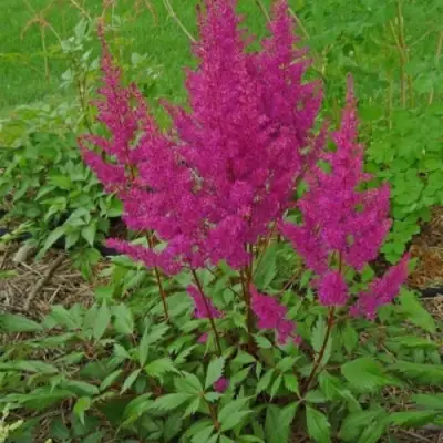 Астильба ЭЛИЗАБЕТ ВАН ВИН японская в Молодечно