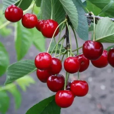 Вишня ЗАРАНКА в Молодечно