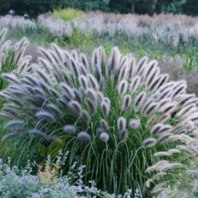 Пеннисетум БЛЭК БЬЮТИ в Молодечно