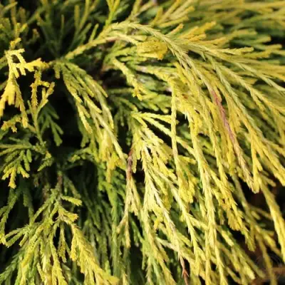 Кипарисовик ГОЛДЕН МОП горохоплодный в Молодечно