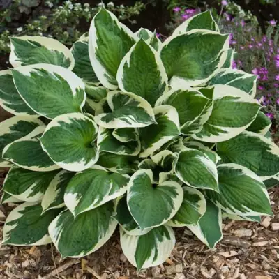 Хоста КАРИН гибридная в Молодечно