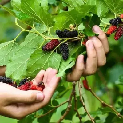 Шелковица ГАЛИЦИЯ в Молодечно