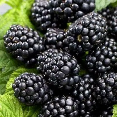 Ежевика БЖЕЗИНА бесшипная  в Молодечно