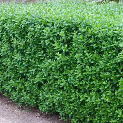 Бирючина обыкновенная АТРОВИРЕНС в Молодечно