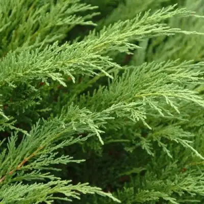 Можжевельник ТАМАРИСЦИФОЛИЯ казацкий  в Молодечно