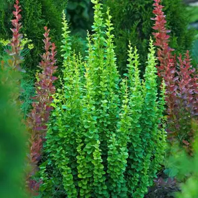 Барбарис ЭРЕКТА тунберга в Молодечно