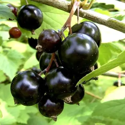 Смородина чёрная ШАРОВИДНАЯ в Молодечно