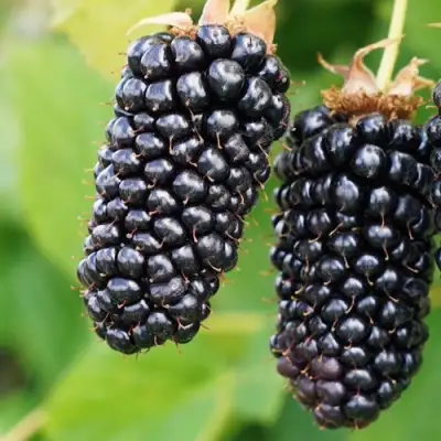 Ежевика КОЛАМБИЯ ГИГАНТ бесшипная в Молодечно