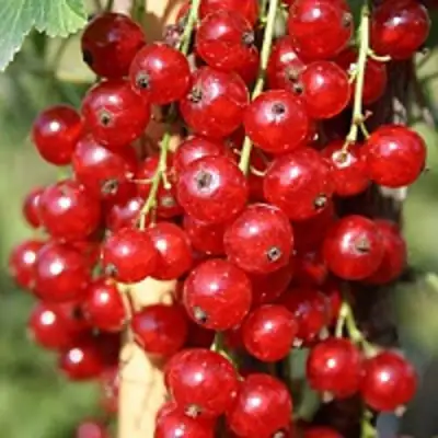 Смородина красная РОНДОМ в Молодечно