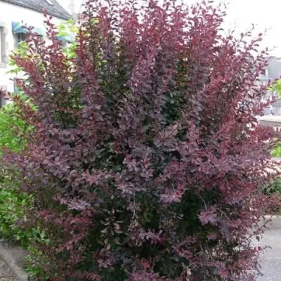 Барбарис АТРОПУРПУРЕА тунберга в Молодечно