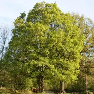 Клен полевой в Молодечно