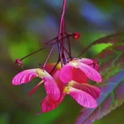 Клен пальмолистный в Молодечно