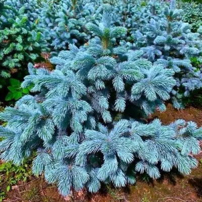 Ель СУПЕР БЛЮ СИДЛИНГ колючая в Молодечно