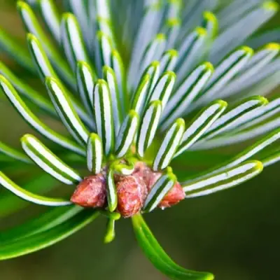 Пихта белая в Молодечно