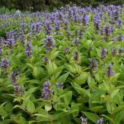 Котовник БЛЮ ДРИМС полусидячий в Молодечно