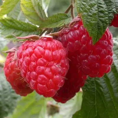 Малина ГЕРАКЛ в Молодечно