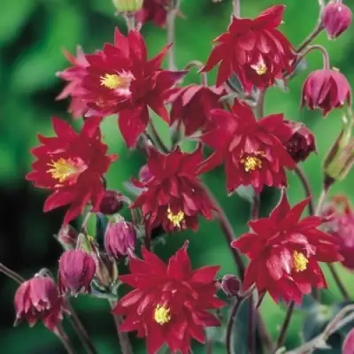 Аквилегия РУБИ ПОРТ обыкновенная в Молодечно