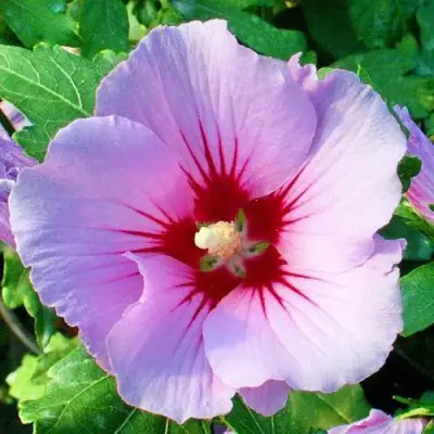 Гибискус ПИНК ФЛИРТ сирийский в Молодечно