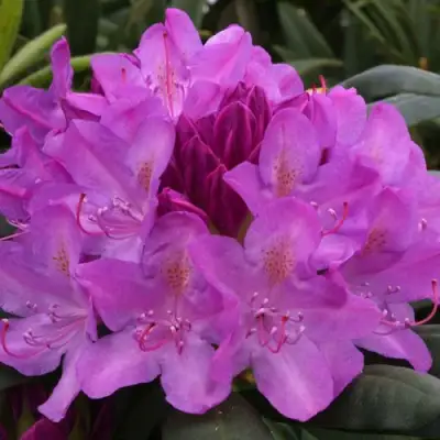 Рододендрон РОЗЕУМ ЭЛЕГАНС в Молодечно