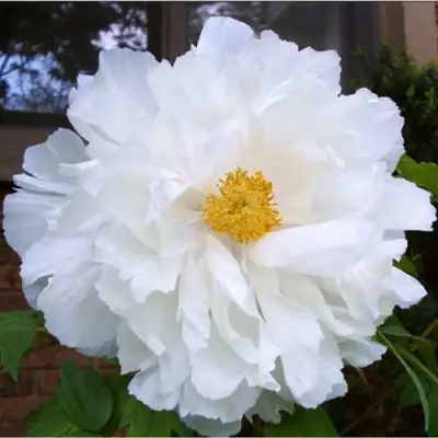 Пион БЕЛЫЙ НЕФРИТ древовидный в Молодечно