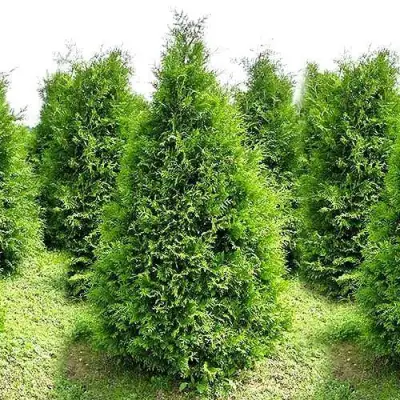 Туя БРАБАНТ западная в Молодечно