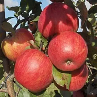 Яблоня ПЕРСИКОВАЯ в Молодечно