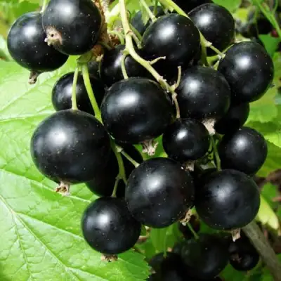 Смородина чёрная ЭКЗОТИКА в Молодечно