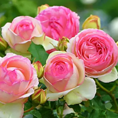 Роза ПЬЕР ДЕ РОНСАР плетистая в Молодечно