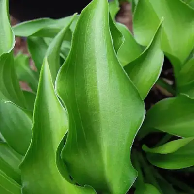 Хоста ГАРРИ ВАН ТРИЕР в Молодечно