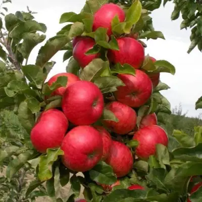 Яблоня ТРАЙДЕНТ колонновидная в Молодечно