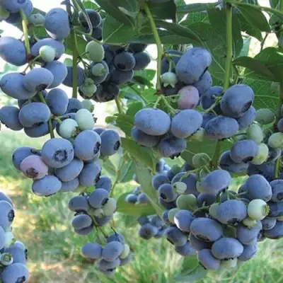 Голубика ЛИБЕРТИ в Молодечно