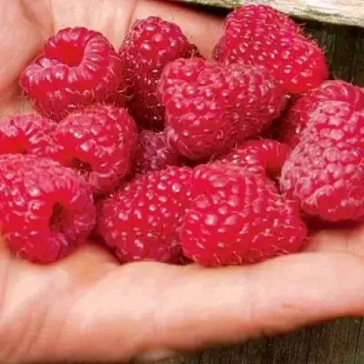 Малина ДЖОАН ДЖИ (ДЖОАН ДЖЕЙ) в Молодечно