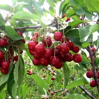 Вишня ТУРГЕНЕВКА в Молодечно